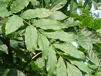 Wisteria sinensis 