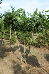 Wisteria sinensis 
