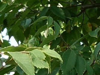 Zelkova serrata 