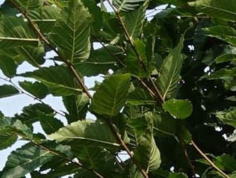 Zelkova serrata 'Green Vase'