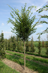 Zelkova serrata 'Green Vase'