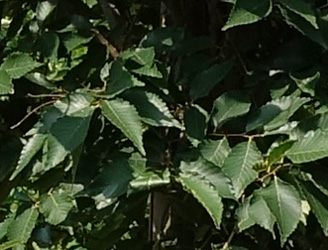 Zelkova serrata 'Musashino' 
