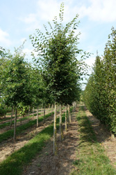 Zelkova serrata 'Musashino' 