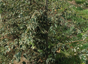Zelkova serrata 'Variegata' 