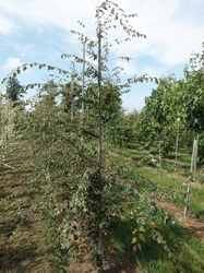 Zelkova serrata 'Variegata' 