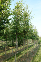 Zelkova serrata 