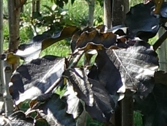 Fagus sylvatica ‘Purpurea Tortuosa’ 