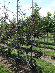 Fagus sylvatica ‘Purpurea Tortuosa’ 